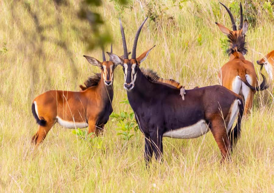 Shimba Hills Day Safari & Sheldrick Falls Hike Private Tour - A Coast Province day away from the beach