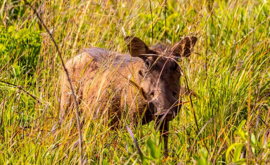 Shimba Hills Day Safari & Sheldrick Falls Hike Private Tour - Lunch and pool time at Shimba Hills Green Lodge