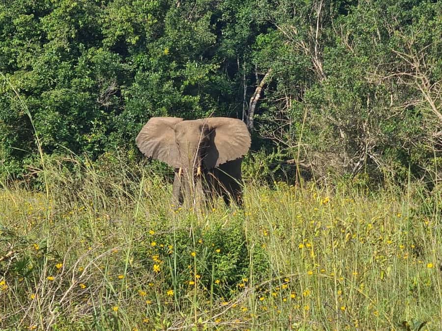 Shimba Hills: Game Drive, Waterfall Hike, and Lunch - Four hours among Shimba Hills wildlife