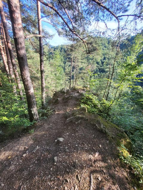 Sibiu: Cindrel Mountains Hike with Traditional Brunch - Forest paths and open mountain views