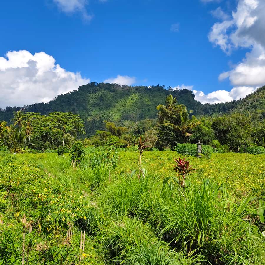 Sidemen rice terraces trek and local village walk - Price, lunch, and what the $17 covers