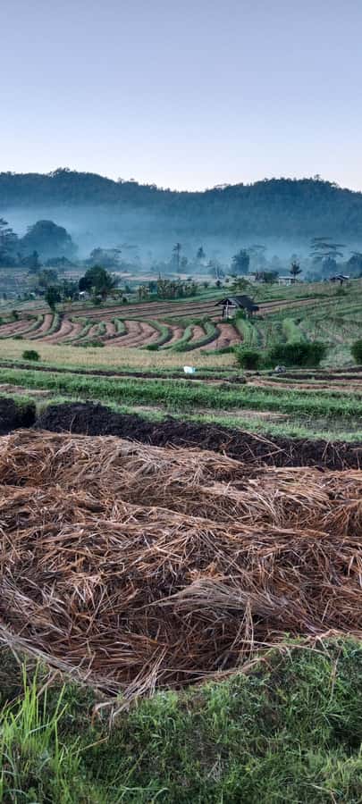 Sidemen rice terraces trek and local village walk - What to wear and carry