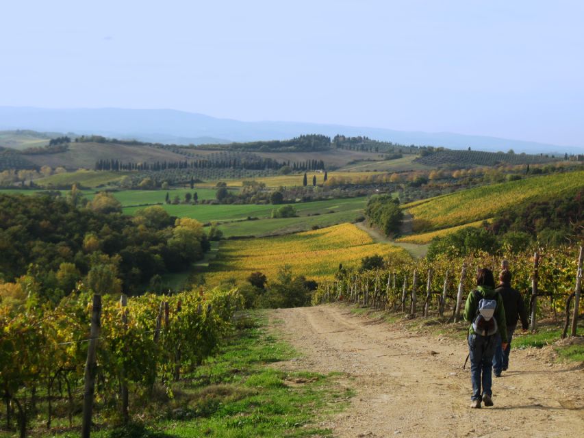 Siena: Half-day Guided Hike to Monteriggioni - Walking through woods, vineyards, and olive groves