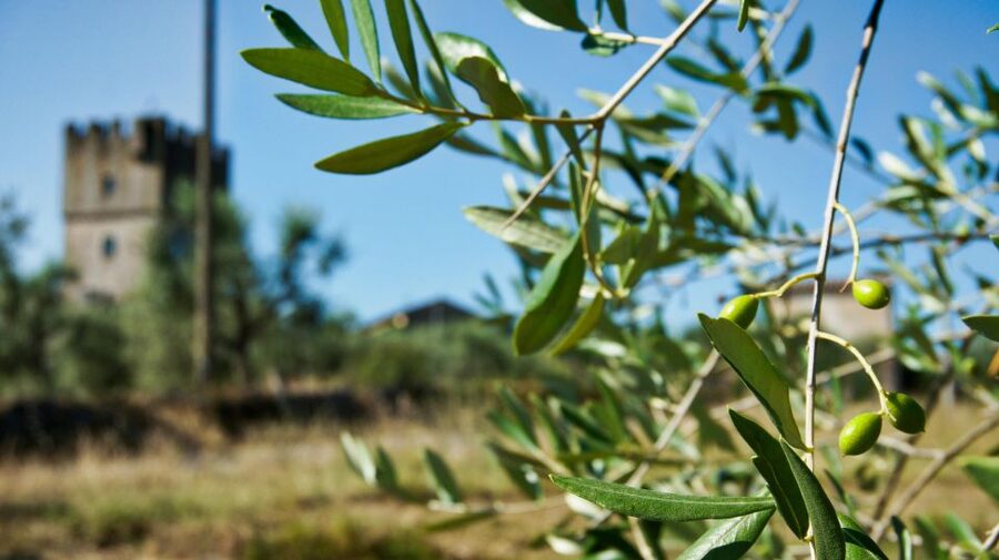 Siena: Half-day Guided Hike to Monteriggioni - Shoes, weather, and fitness