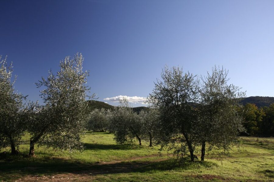 Siena: Half-day Guided Hike to Monteriggioni - Meeting at Siena train station at 8:55 am