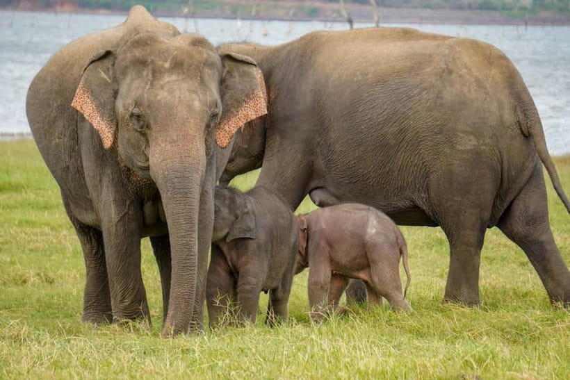Sigiriya Lion Rock Hike & Minneriya National Park Safari - Should you book the Sigiriya and safari combination?