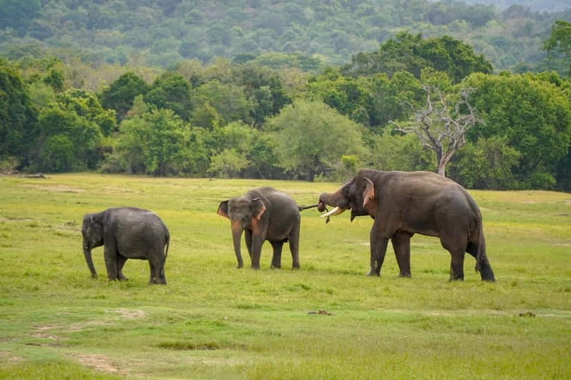 Sigiriya Lion Rock Hike & Minneriya National Park Safari - Why this pairing works so well