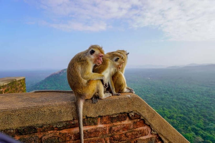 Sigiriya Lion Rock Hike & Minneriya National Park Safari - What the $40 price really covers