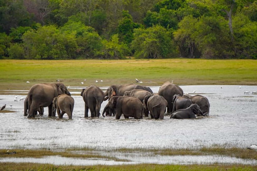 Sigiriya Lion Rock Hike & Minneriya National Park Safari - Starting from Dambulla, Sigiriya, Habarana, or Kandalama