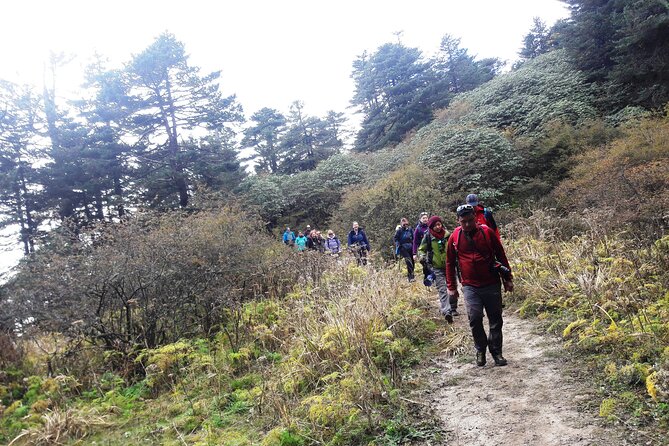 Singalila Ridge Trek from Darjeeling - 6 Days - Day 4: Phalut to pine-forest Gorkhey