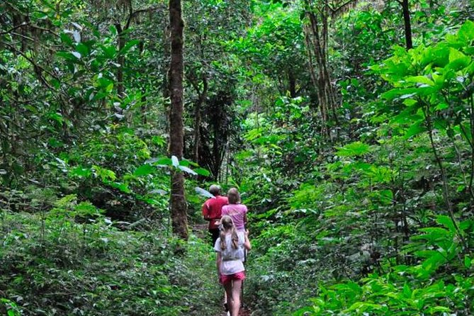 Sinharaja Rainforest Trekking Private Day Trip with Local Lunch - Why Sinharaja makes a strong day trip from Bentota
