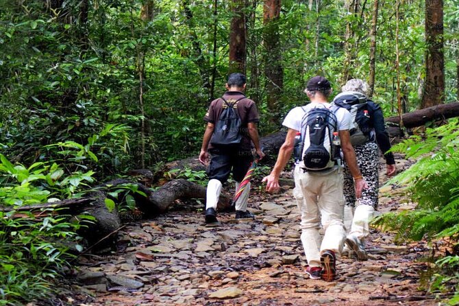 Sinharaja Rainforest Trekking Private Day Trip with Local Lunch - Three hours on the Sinharaja forest trail