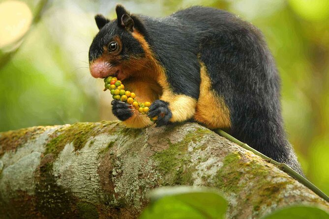 Sinharaja Rainforest Trekking Private Day Trip with Local Lunch - Leech socks are a small but smart inclusion