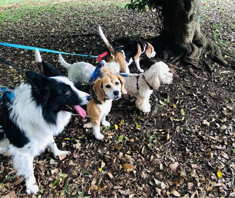 Skiathos: Dog Shelter Visit, Hike & Cooking Class with Lunch - At a glance