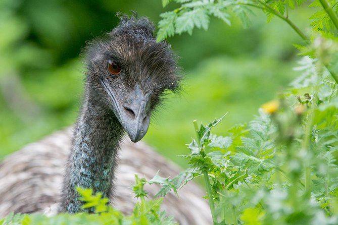 Small-Group Grampians Great Wildlife Escape Day Trip with Hiking - MacKenzie Falls and the hardest walking