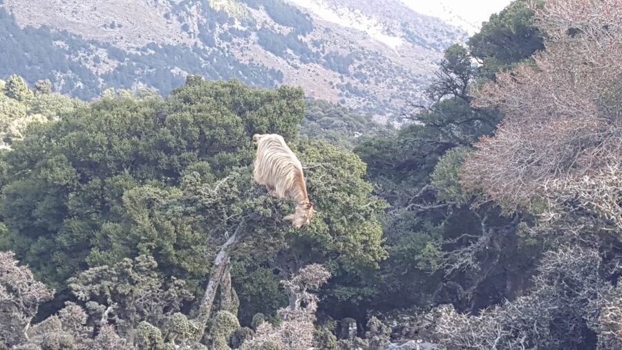 South Crete: Sarakinas Gorge Hike, Swim & Jeep Safari - Sarakinas Gorge is the day’s main event
