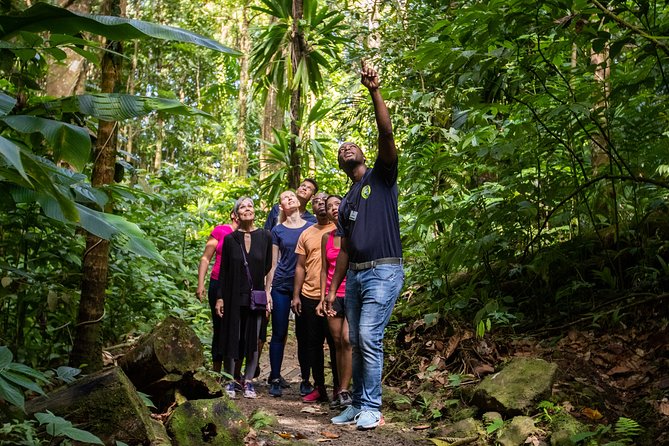 St Lucia Ultimate 3: Aerial Tram, Zipline and Hiking at Rainforest Adventures - The aerial tram through Saint Lucia’s forest