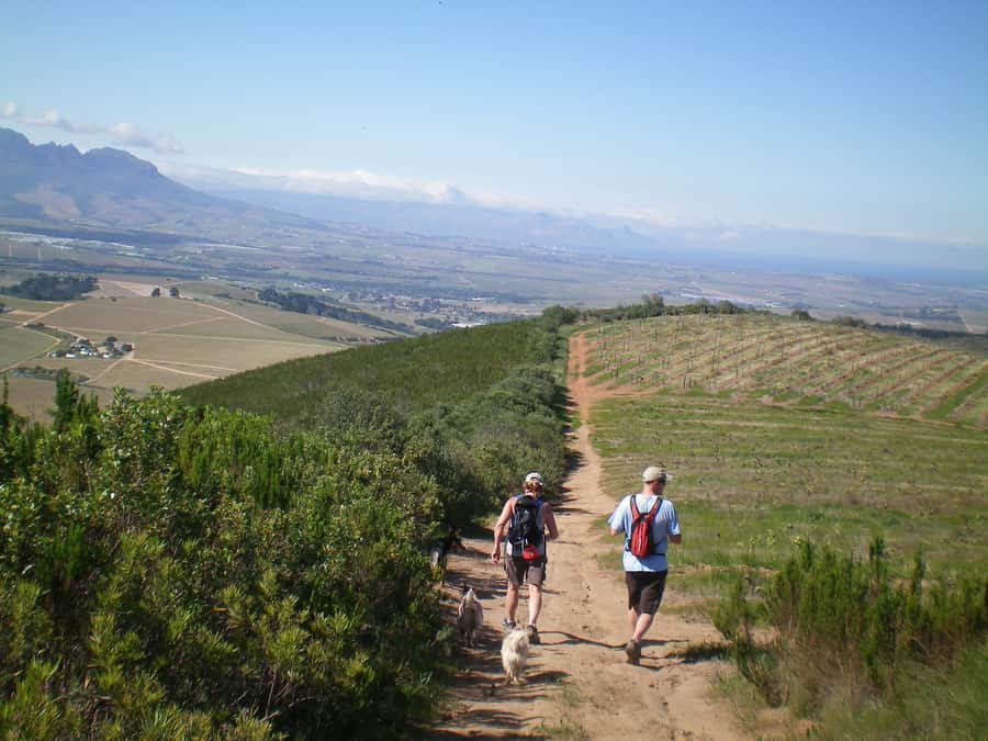 Stellenbosch: Guided Vineyard Hike and Wine Tasting - Key points to know before booking