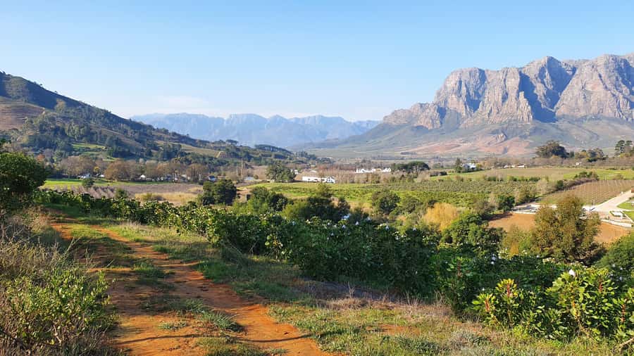 Stellenbosch: Guided Vineyard Hike and Wine Tasting - Walking through the vineyards of Banhoek Valley