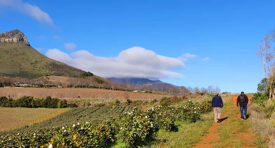 Stellenbosch: Guided Vineyard Hike and Wine Tasting - Hotel pickup makes the morning easier
