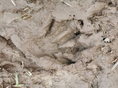Stockholm: Wildlife Tour With Dinner and Short Hike