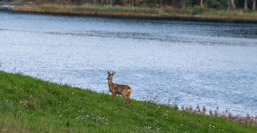 Stockholm: Wildlife Tour With Dinner and Short Hike - Van rides between several wildlife hotspots