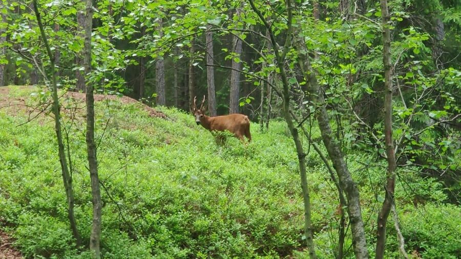 Stockholm: Wildlife Tour With Dinner and Short Hike - The moose question: set your expectations correctly
