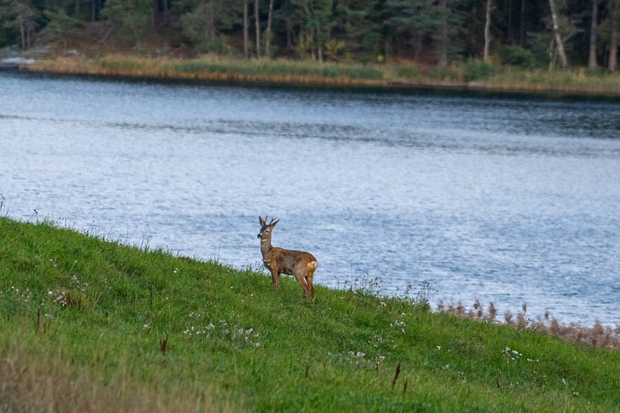 Stockholm: Wildlife Tour With Dinner and Short Hike - What the $160 price includes