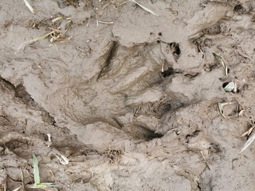 Stockholm: Wildlife Tour With Dinner and Short Hike - The viewpoint, fire, and campfire dinner