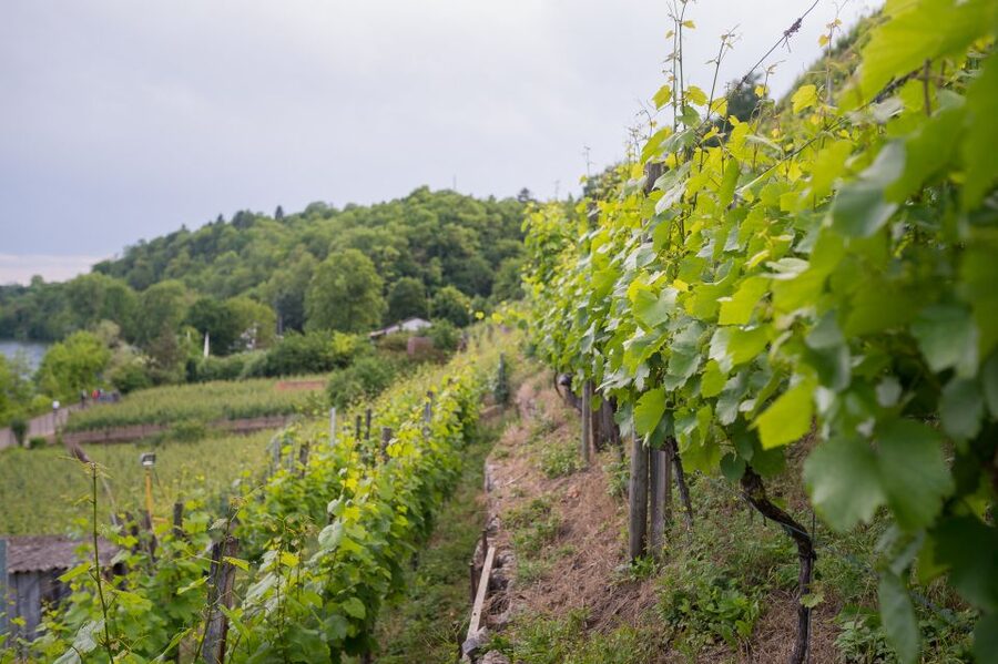 Stuttgart: Hiking Tour with Craft Beer Tasting - What the beer tasting does well, and what it misses
