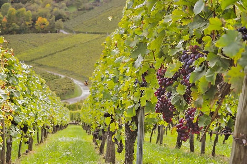 Stuttgart: Wine hike with wine tasting - Walking through the Uhlbacher Gotzenberg vineyards