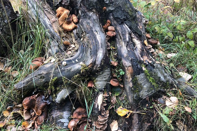 Summer Valley and Forest Hike - Is $179 a fair price?