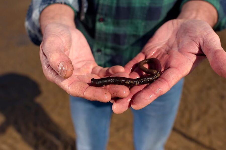 Sylt: Guided Mudflat Hike on the Island - Key points to know before you go