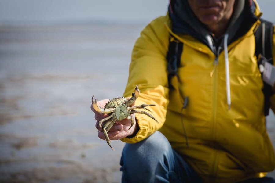 Sylt: Guided Mudflat Hike on the Island - Barefoot in summer, rubber boots in cooler months