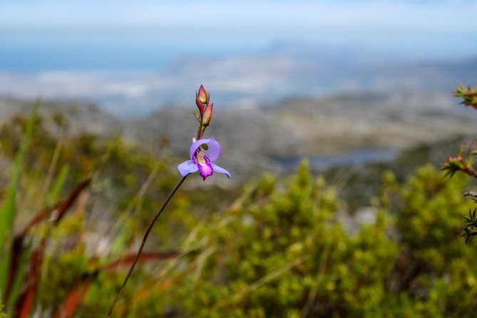 Table Mountain Summit Hike via Kasteelspoort - Price, supplies, and the real value