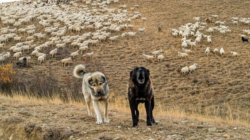 Tbilisi: Real Adventure – Gareja & Rainbow Desert 4x4 + Hike - Should you book the Rainbow Mountains tour?