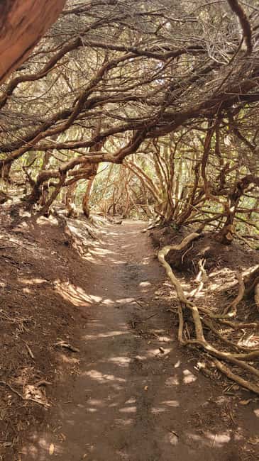 Tenerife Anaga Mountains: Circular Hike in the Laurel Forest - Small Group 10-12 P - Why Anaga feels unlike the rest of Tenerife