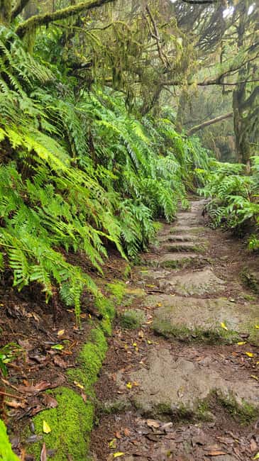 Tenerife Anaga Mountains: Circular Hike in the Laurel Forest - Small Group 10-12 P - Views over valleys and steep ravines