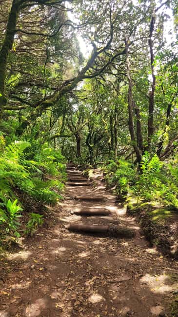 Tenerife Anaga Mountains: Circular Hike in the Laurel Forest - Small Group 10-12 P - Stories of volcanoes and the Guanche people