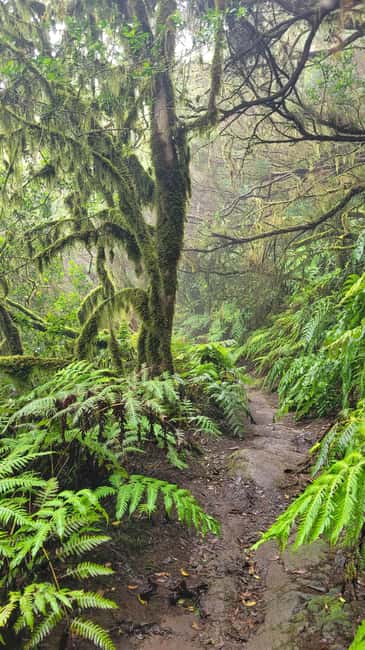 Tenerife Anaga Mountains: Circular Hike in the Laurel Forest - Small Group 10-12 P - What to bring for Anaga’s changing weather