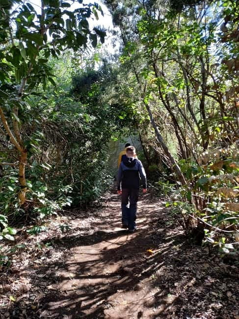 Tenerife: Guided hike in Anaga Rural Park - Entering Anaga’s Laurel Forest
