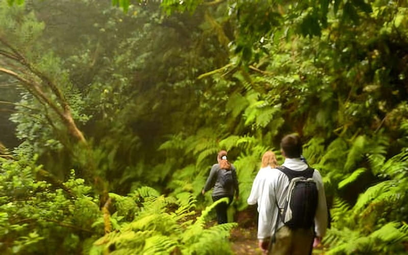 Tenerife: Guided hike in Anaga Rural Park - What the Forest of Enigmas Trail Is Like