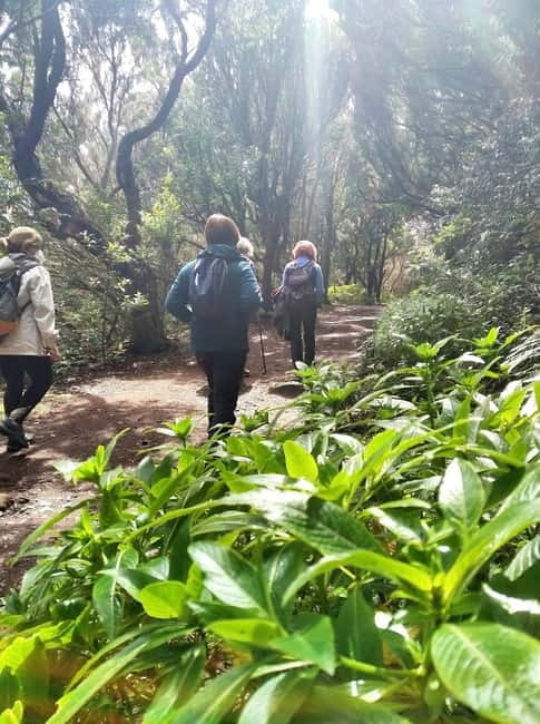 Tenerife: Guided hike in Anaga Rural Park - How Hard Is the Three-Hour Walk?
