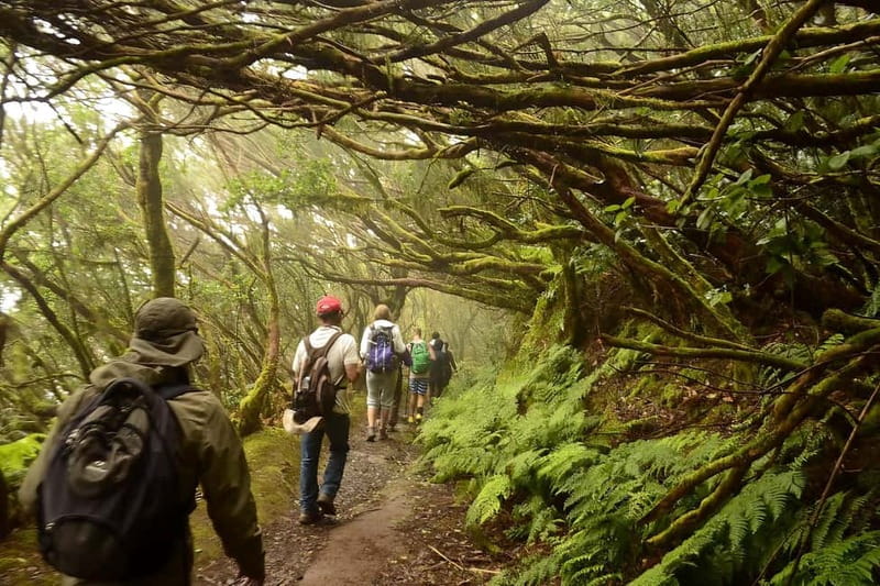 Tenerife: Guided hike in Anaga Rural Park - Is $23 Good Value?