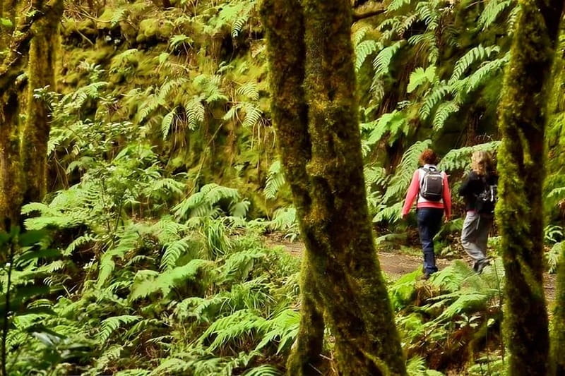 Tenerife: Guided hike in Anaga Rural Park - The Plants and Animals You Come to See