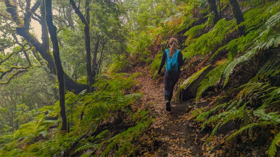 Tenerife: Hike Above Masca in Enchanted Forest with Pick-up - Pine forest views toward Teide and Chinyero