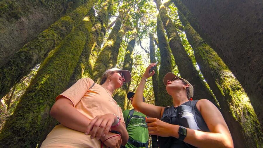 Tenerife: Hike Above Masca in Enchanted Forest with Pick-up - From southern resorts to the Teno mountains