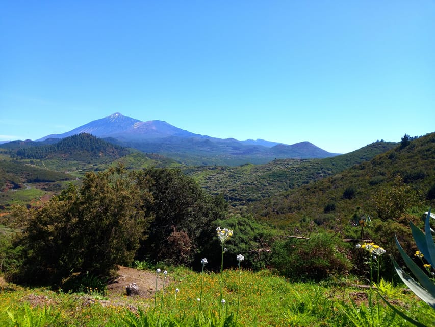 Tenerife: Hiking Above the Village of Masca - Pine forest and a gentler finish