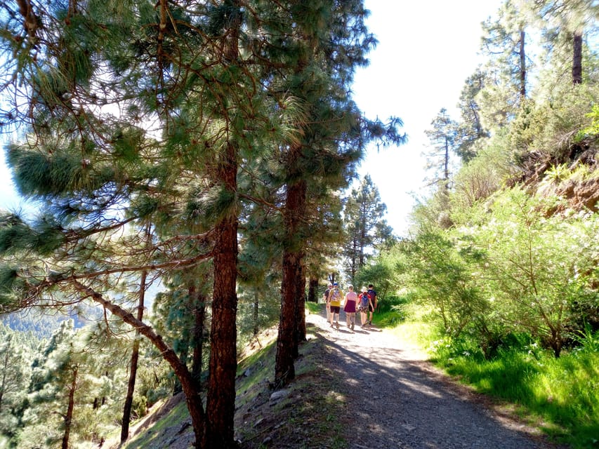 Tenerife: Hiking Above the Village of Masca - Laurel forest and subtropical rainforest