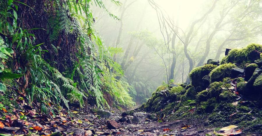 Tenerife: La Laguna & Anaga hike - Why the Anaga laurel forest is the main event